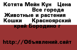 Котята Мейн Кун › Цена ­ 15 000 - Все города Животные и растения » Кошки   . Красноярский край,Бородино г.